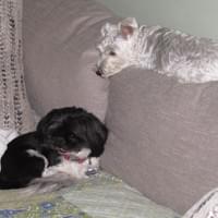 Left to right, Cookie and Daisy