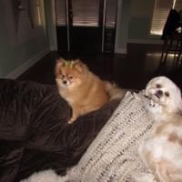 My little couch potatoes  