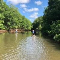 Mangrove exploration