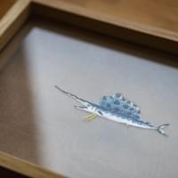 Young Indo-Pacific sailfish