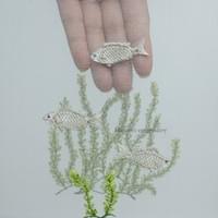 Caulerpa okamurae Weber Bosse