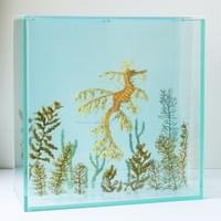 Leafy sea dragon