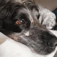 Fredrico x