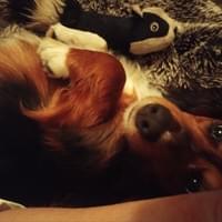 Jasper