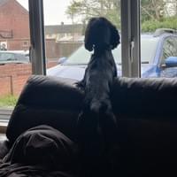 Wilf