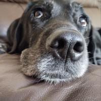 Georgie