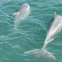Beautiful Dolphins