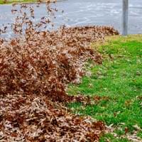 YARD LEAF CLEANUP