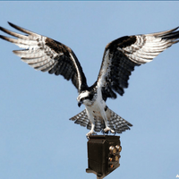 Raptor VNX (VITA-74) COTS Computers - Coming Soon