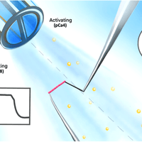 Myofibril Mechanics Rig