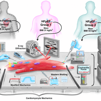 HFpEF Cardiomyocyte Mechanics