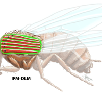 Drosophila Melanogaster IFM