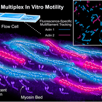 Multiplex In Vitro Motility