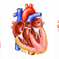 Non-Failing to Obese HFpEF