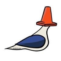 Traffic Cone Pigeon