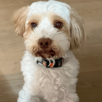 Bailey (namesake)
