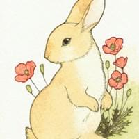 ひなげし