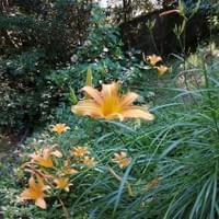 野萱草（のかんぞう）