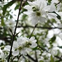 利休梅