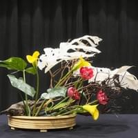 Beige suiban, manzanita, monstera leaves, calla lilies, tulips
