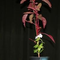 Amaranth, Periwinkle, Bulrush