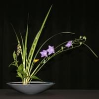 Iris leaves, Balloon flower, Zebra miscanthus. Pokeweed, False sunflower