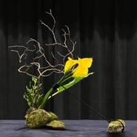 Cup kenzan, mountain laurel branch, calla lilies wrapped in black cord attached to rock, rocks with moss, greenery