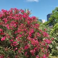 Flowers in Spain