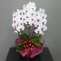 ３Ｆリップ　小売価格￥22,000