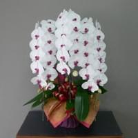 ３Ｆリップ　小売価格￥30,000