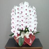 ３Ｆリップ　小売価格￥40,000