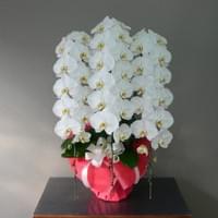 ３Ｆ白　小売価格￥30,000