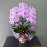 ３Ｆピンク　小売価格￥20,000