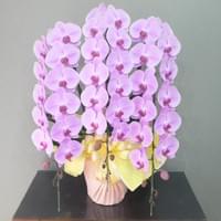 ３Ｆピンク　小売価格￥30,000