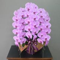 ３Ｆピンク　小売価格￥30,000