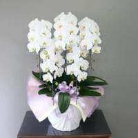 ５Ｆ白　小売価格￥36,000