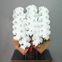 ５Ｆ白　小売価格￥54,000