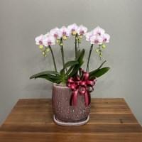 ミディ4本～7本立　ファンシー　小売価格￥16,000