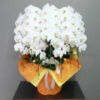 ７Ｆ白　小売価格￥70,000