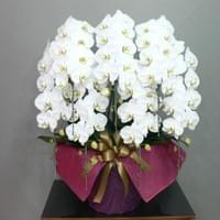 ７Ｆ白　小売価格￥70,000