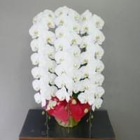 ３Ｆ白　小売価格￥40,000