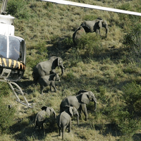 Helicopter Zimbabwe