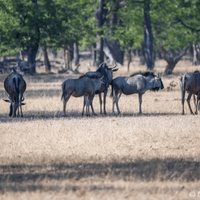 Game Drive