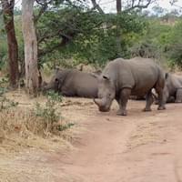 Rhino Walk