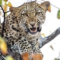 Chobe
