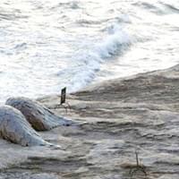 HIGHER LIFE Sculpture by the Sea