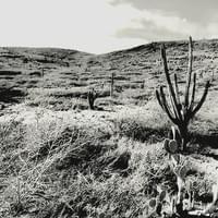 Caribbean Desert