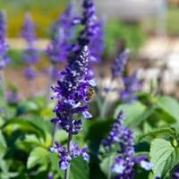 Flowering Bee