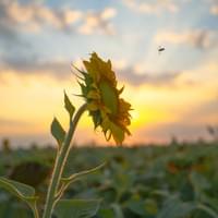 Sunflower & Bee