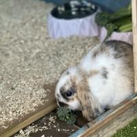 Rabbit enjoying fresh greens